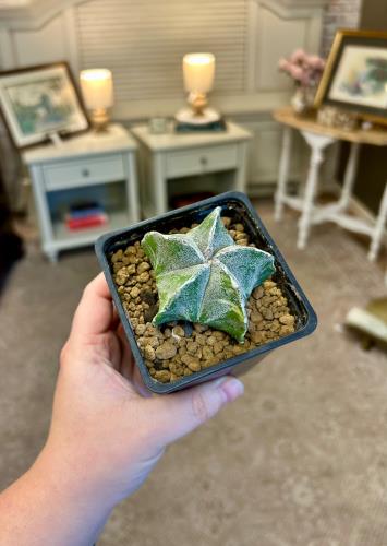 Astrophytum Myriostigma