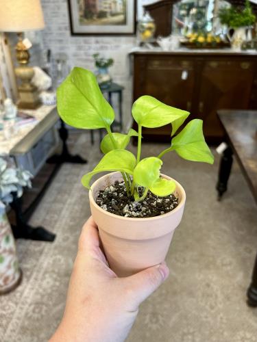 Neon Pothos (in pot)
