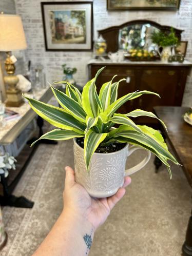 Lemon Lime Dracaena (in mug)