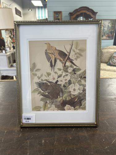 Framed Print - Audubon Carolina Turtle Dove